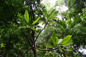arboretum managua